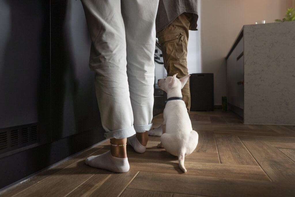 Creating a Loving and Safe Home for Your Pets 🐾 Thumbnail